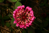Trifolium repens 'William' RCP 6-08 123.jpg